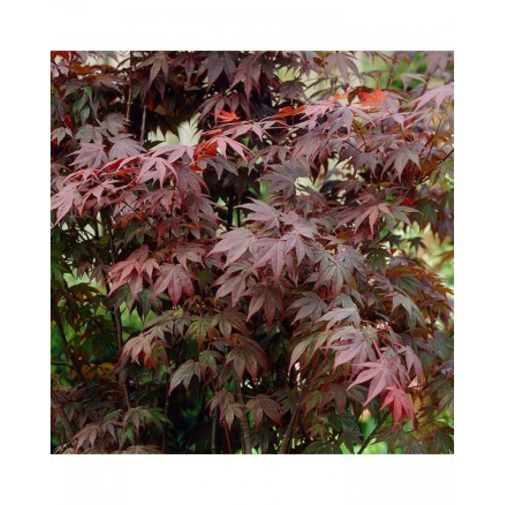 Клен японский - Acer palmatum Atropurpureum (высота 80-100см, горшок ...